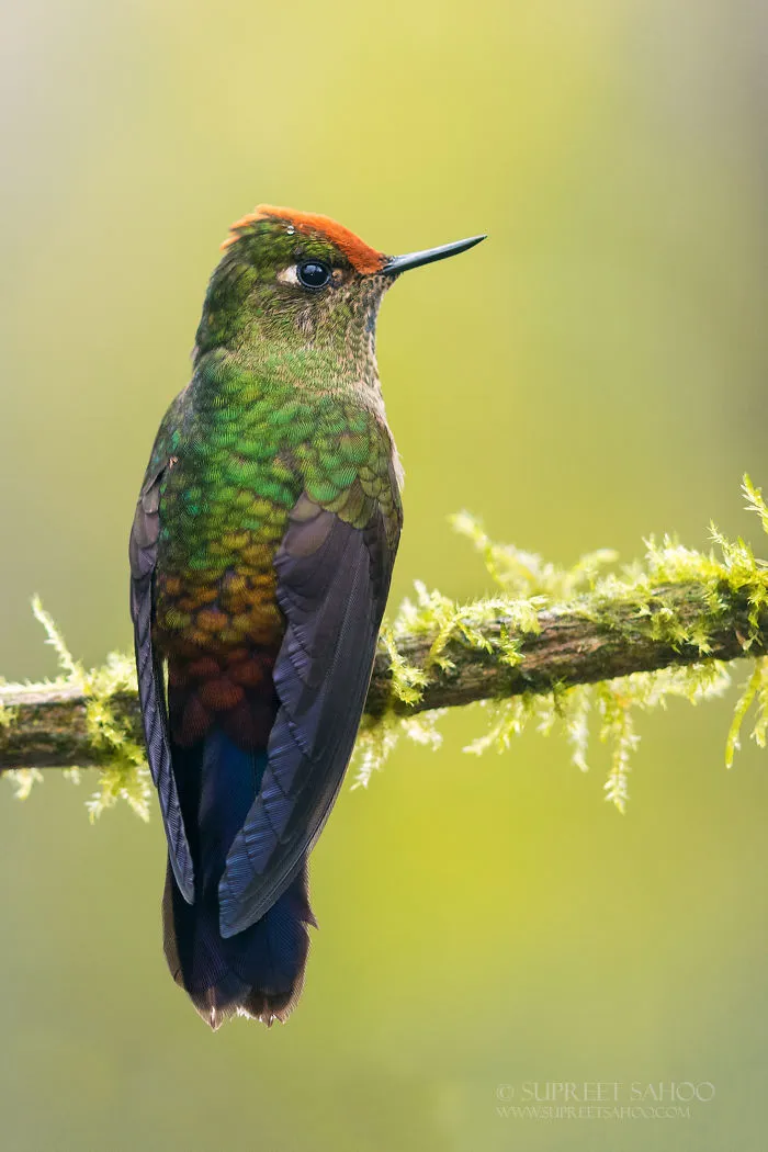 Rainbow-Bearded Thornbill (Female)