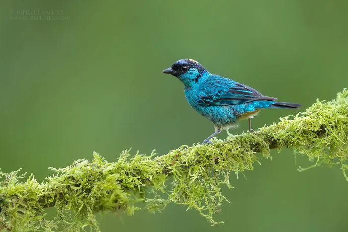 Golden-Naped Tanager