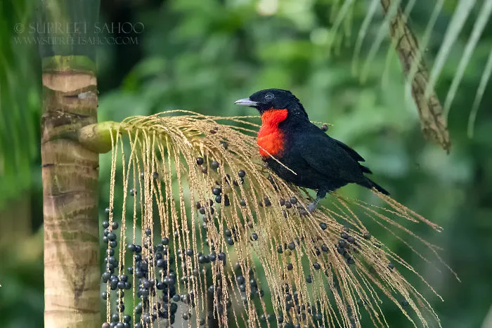 Red-Ruffed Fruitcrow