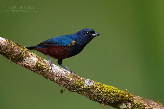 Chestnut-Bellied Euphonia