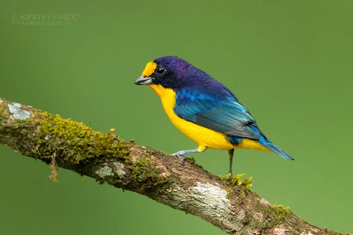 Violaceous Euphonia