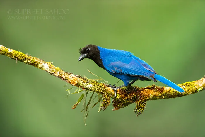 Azure Jay