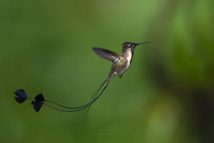 Marvellous Spatuletail Hummingbird
