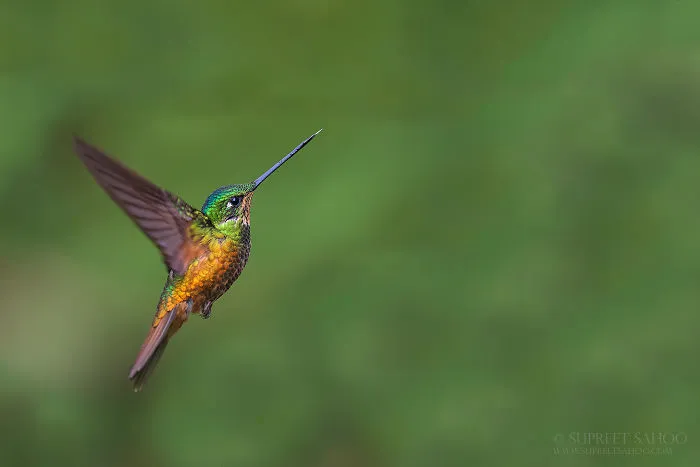 Golden-Bellied Starfrontlet