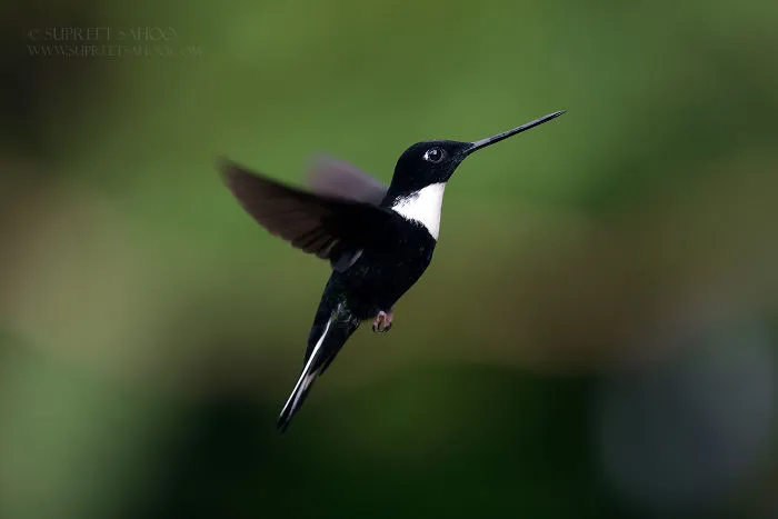 Collared Inca