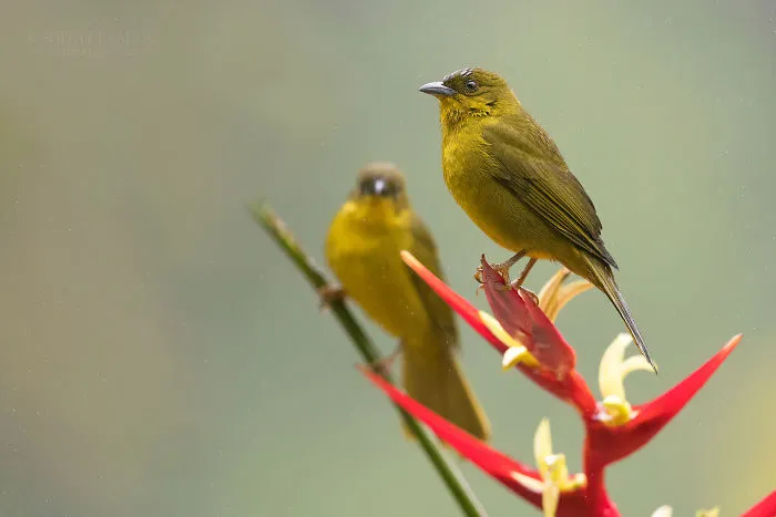 Olive-Green Tanager