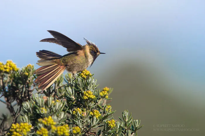 Bearded Helmetcrest