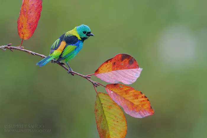 Green-Headed Tanager