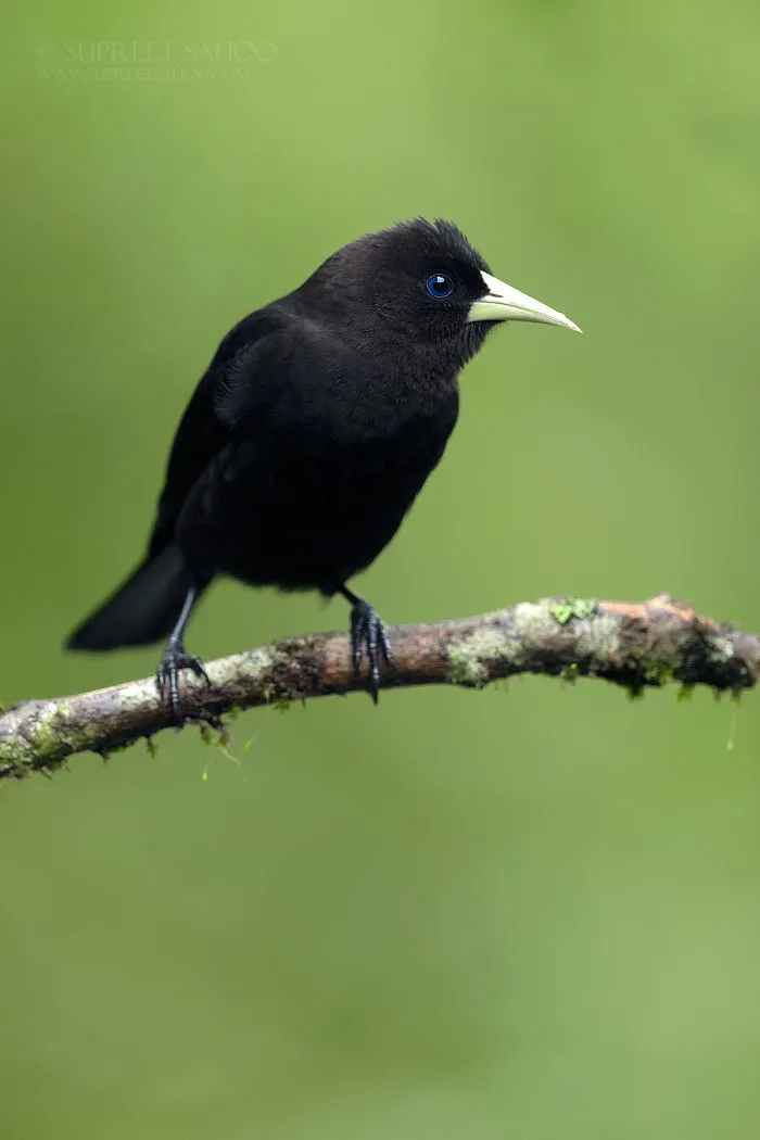 Red-Rumped Cacique