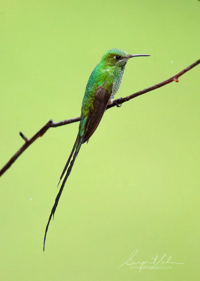 Black-Tailed Trainbearer