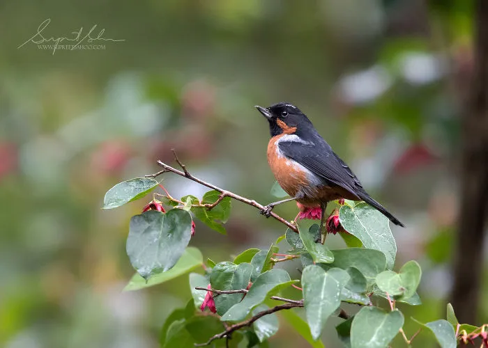 Black-Throated Flowerpiercer
