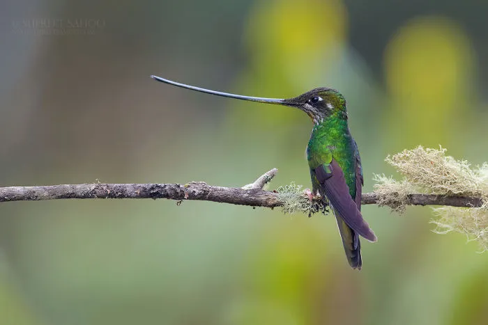 Sword-Billed Hummingbird