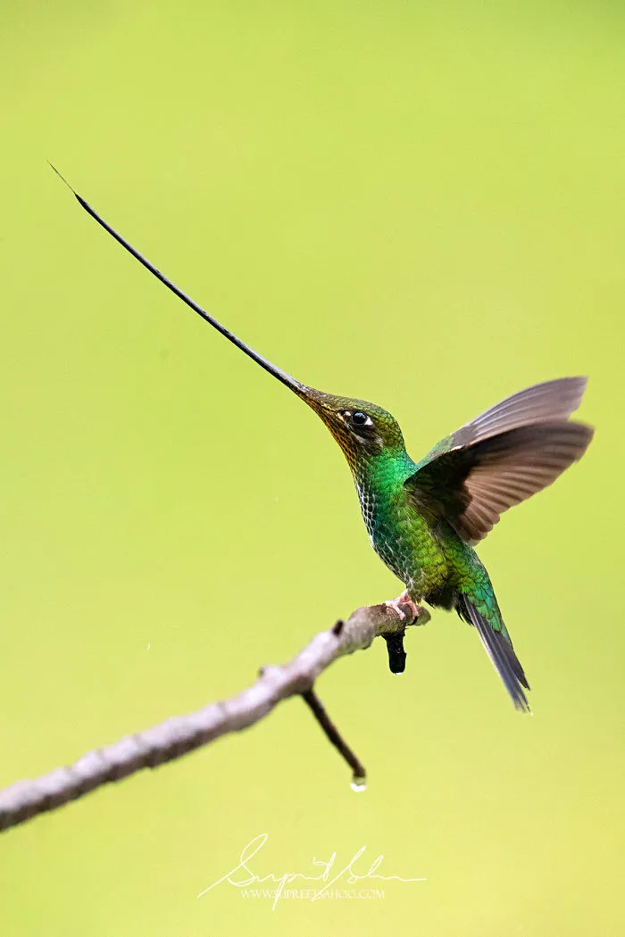 Sword-Billed Hummingbird