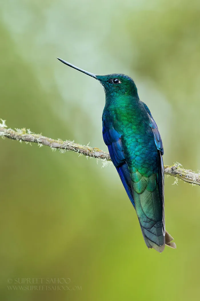 Great Sapphire-Wing