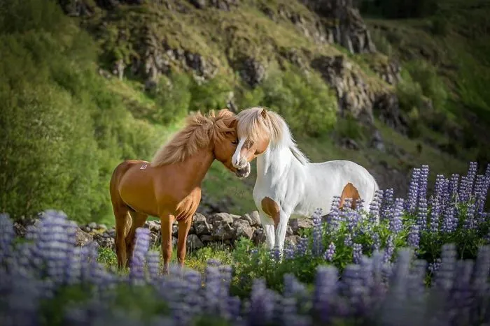 I Photograph Horses In Breathtaking Icelandic Landscapes (30 Pics)