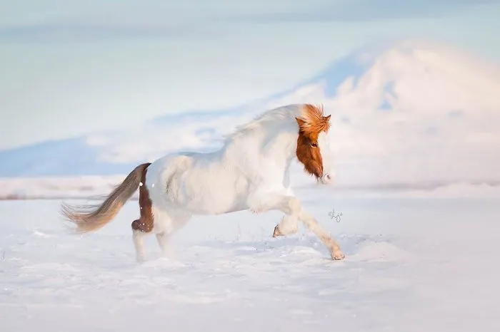 I Photograph Horses In Breathtaking Icelandic Landscapes (30 Pics)