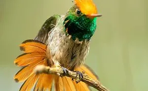 I Visited Peru And Here Are 31 Beautiful Birds That I Found