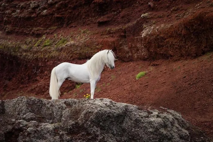 I Photograph Horses In Breathtaking Icelandic Landscapes (30 Pics)