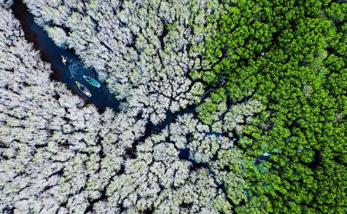 Bau Ca Cai Mangroves