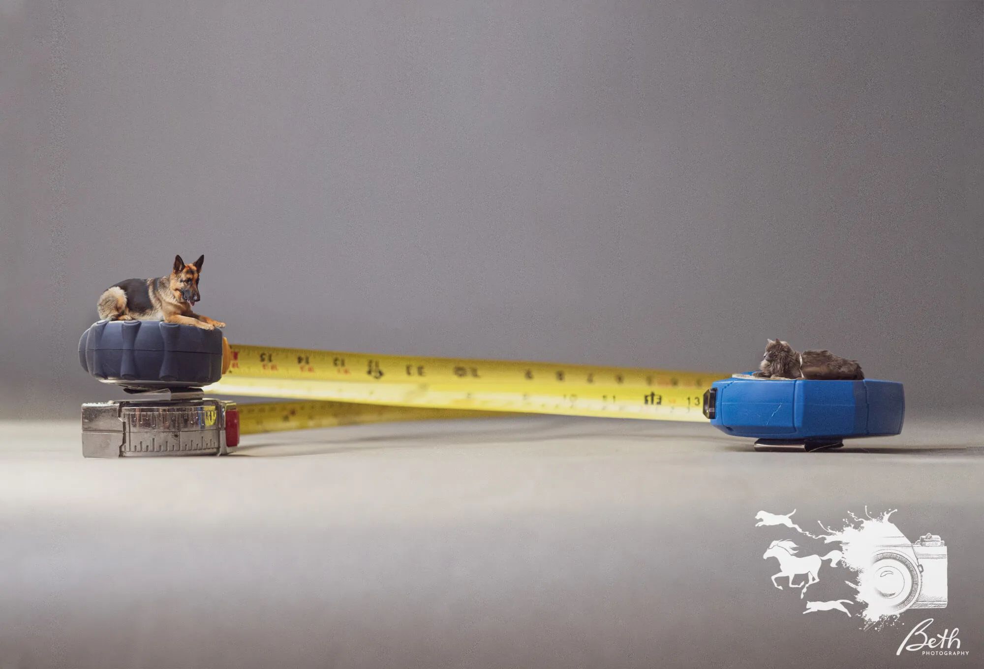 "Honey I Shrunk The Pets, Covid-19 Edition!"