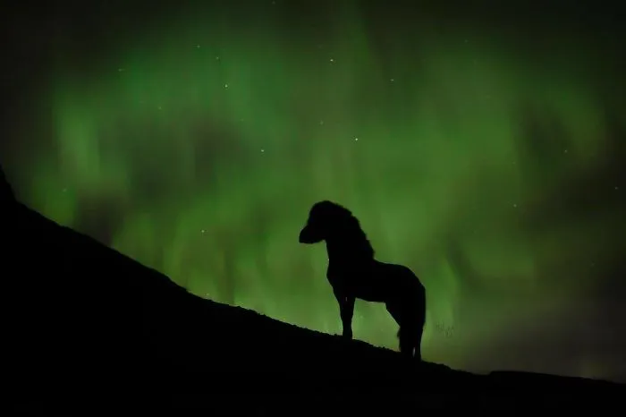 I Photograph Horses In Breathtaking Icelandic Landscapes (30 Pics)