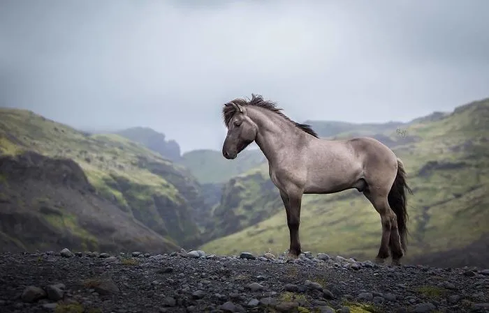 I Photograph Horses In Breathtaking Icelandic Landscapes (30 Pics)