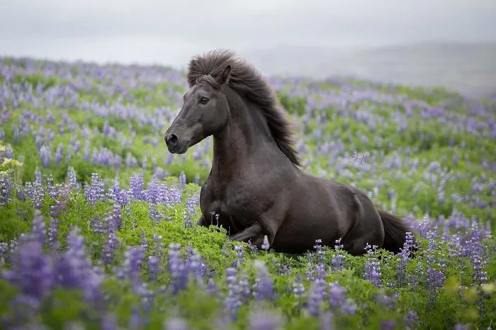 I Photograph Horses In Breathtaking Icelandic Landscapes (30 Pics)