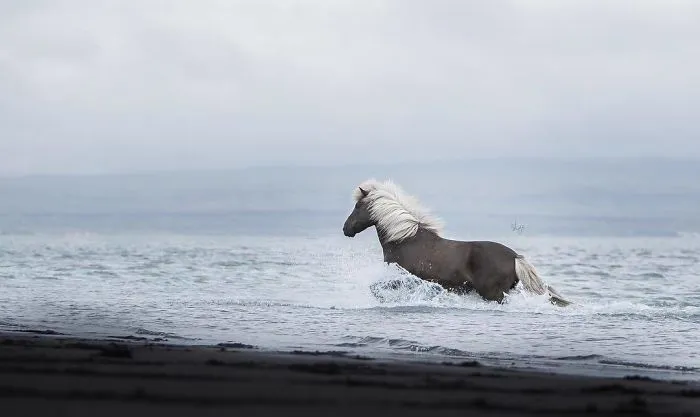 I Photograph Horses In Breathtaking Icelandic Landscapes (30 Pics)