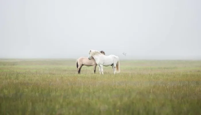 I Photograph Horses In Breathtaking Icelandic Landscapes (30 Pics)
