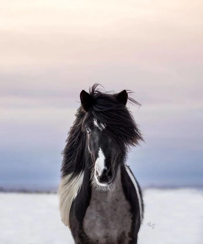 I Photograph Horses In Breathtaking Icelandic Landscapes (30 Pics)