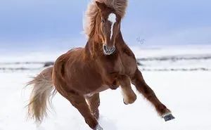 I Photograph Horses In Breathtaking Icelandic Landscapes (30 Pics)