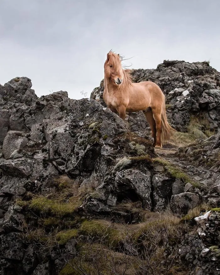 I Photograph Horses In Breathtaking Icelandic Landscapes (30 Pics)