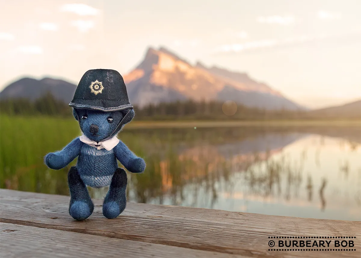 A Travelling Bear Is Facing A Global Pandemic Just Like The Rest Of Us.