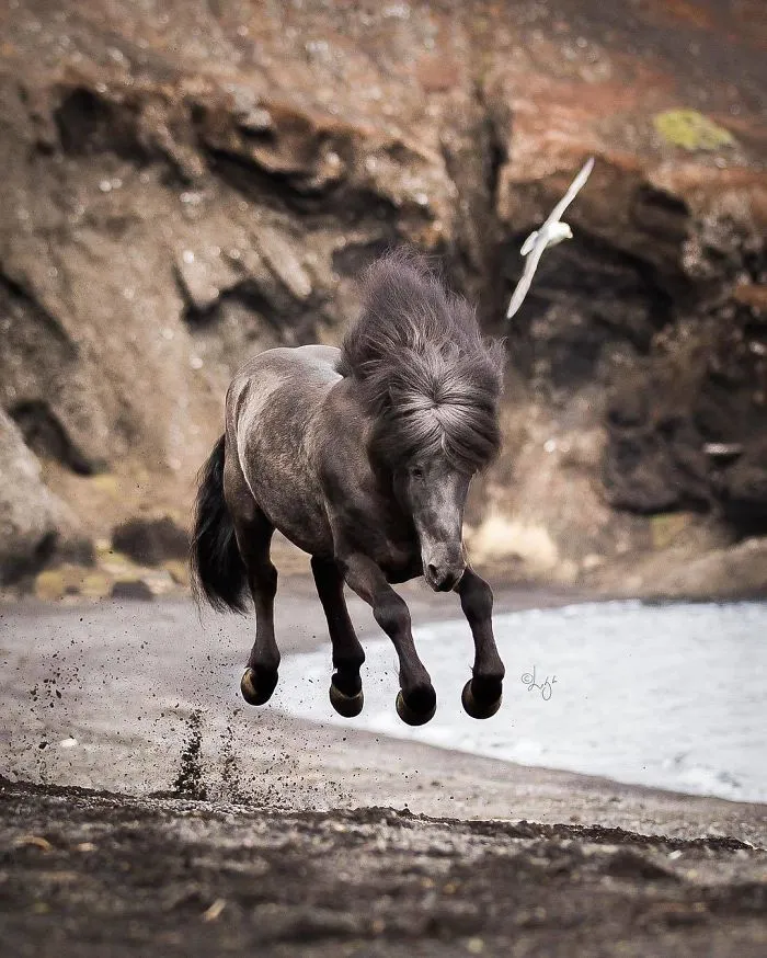 I Photograph Horses In Breathtaking Icelandic Landscapes (30 Pics)