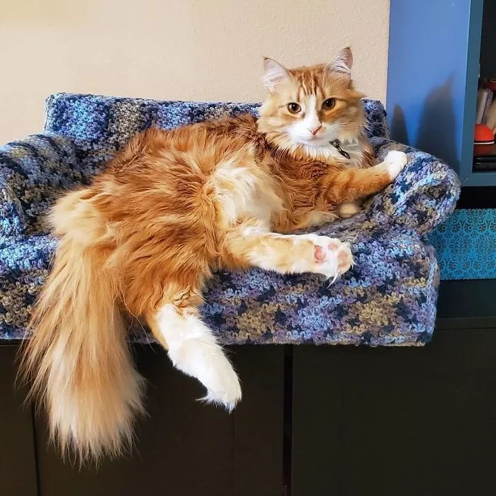 La gente usa su tiempo libre tejiendo a ganchillo pequeños sofás para sus gatos
