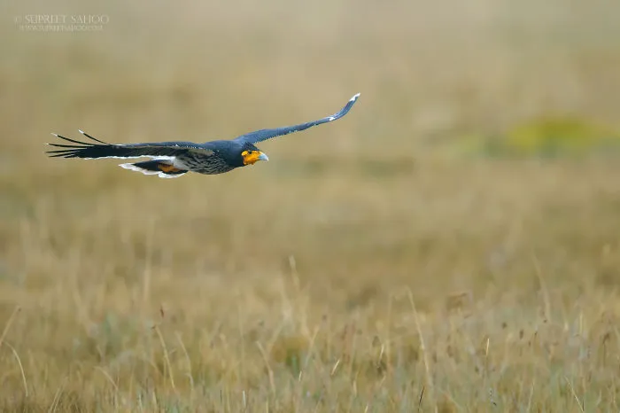 Caranculated Caracara