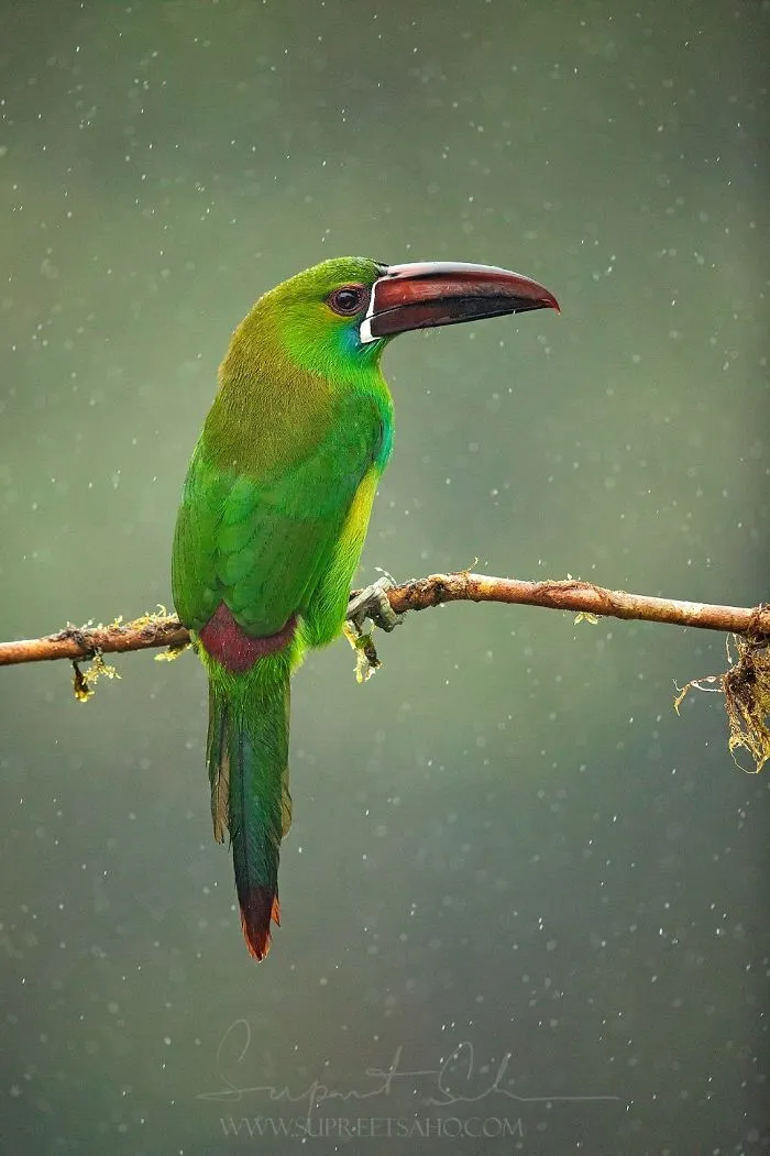 Crimson-Rumped Toucanet