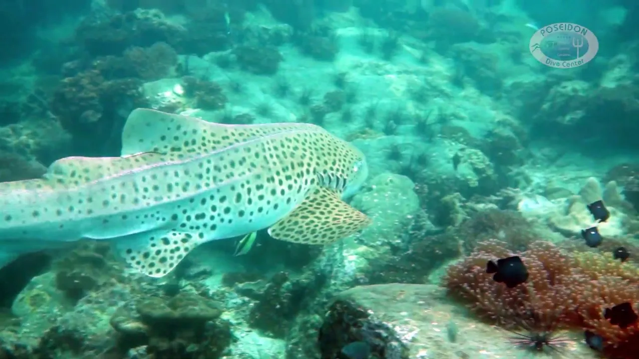 Swimming Zebra Shark Best Scuba Dive Ever!