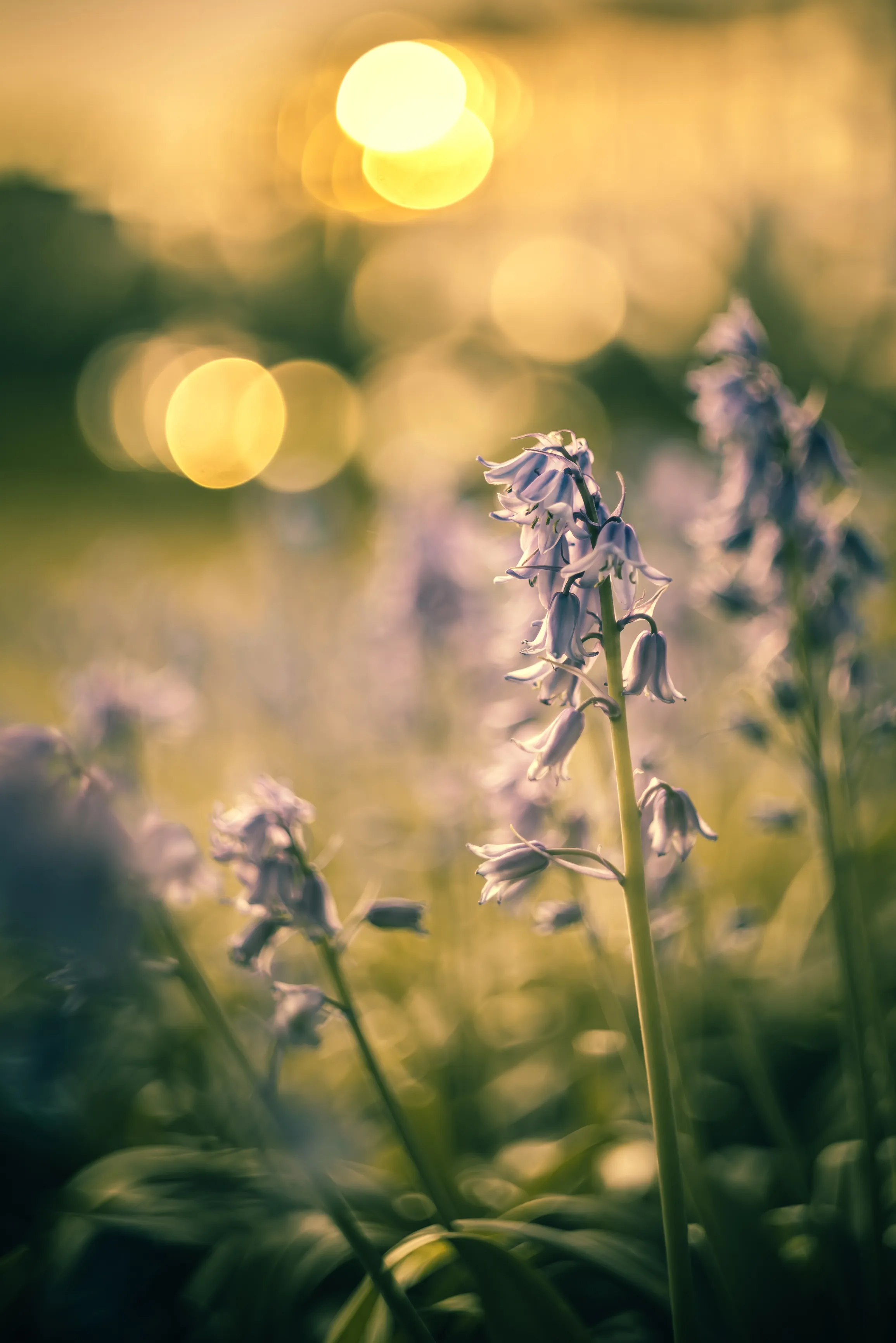 I Photographed Bluebells With An Old Russian Lens.