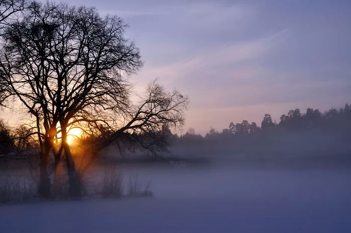 Tree Of Life