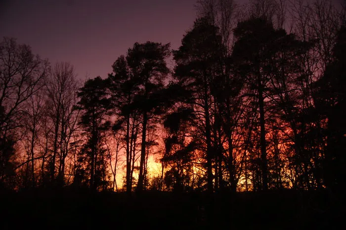 Burning Forest