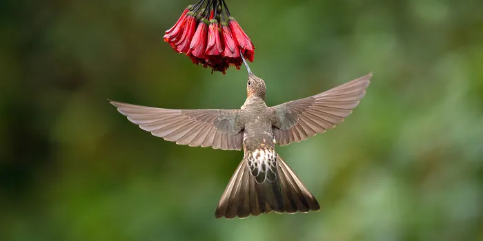 Giant Hummingbird