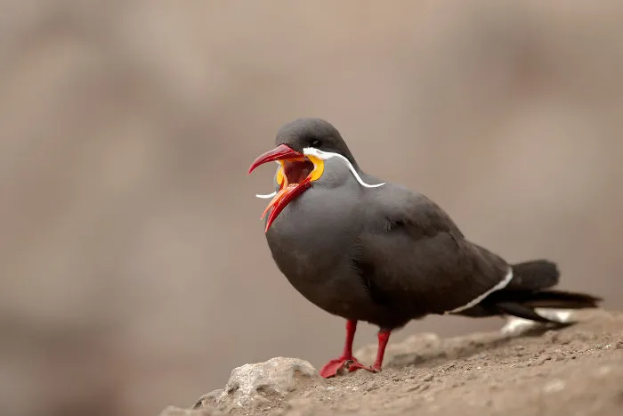 Inca Tern