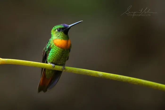 Gould's Jewelfront