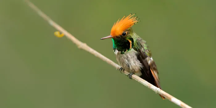 Rufous-Crested Coquette