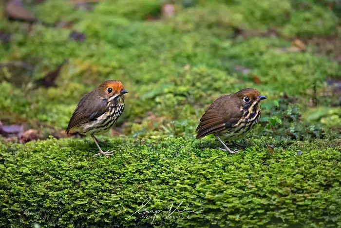 Ochre-Fronted Antpittas