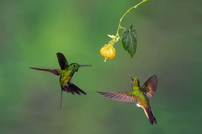 Empress Brilliant In Flight