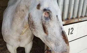 Meet Adorable Endo The Blind Horse That Can Still Do Anything