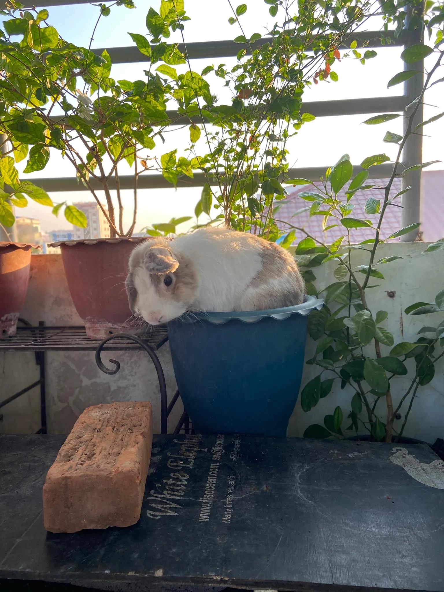 Rabbit Plant