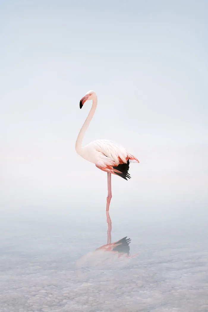 Wondering White Flamingo